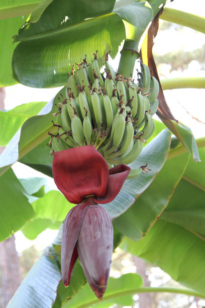 istock Green organic bananas with blossom 843375552