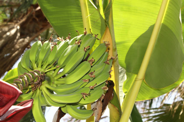 istock Green organic bananas with blossom 843375744