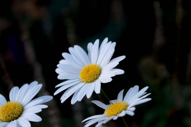 flor - al hajjar fotografías e imágenes de stock