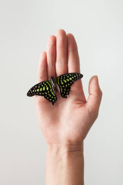 istock Butterfly with open wings on the hand on white. Background image. 843379862
