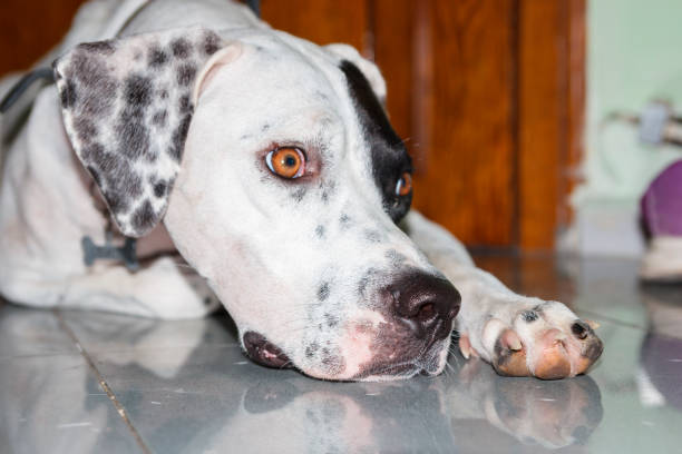 istock Lying English pointer dog with a small scratch on the eyelid 843380322