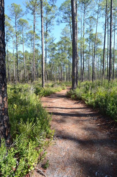 istock Winding trail through pine forest with low understory 843381064