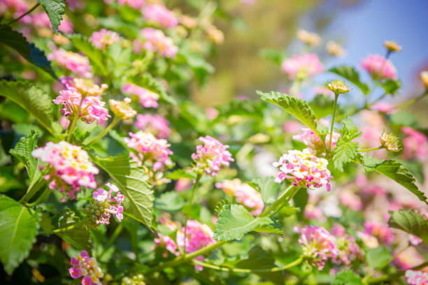 昼に咲くピンクの花桑ブッシュと - mulberry bush ストックフォトと画像