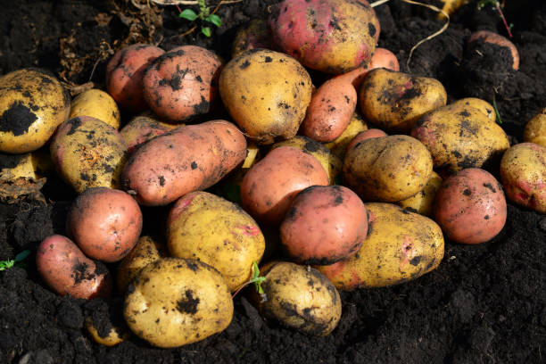 istock Potatoes of different varieties lie on ground 843389348