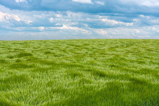 Green grass background texture. Element of design.