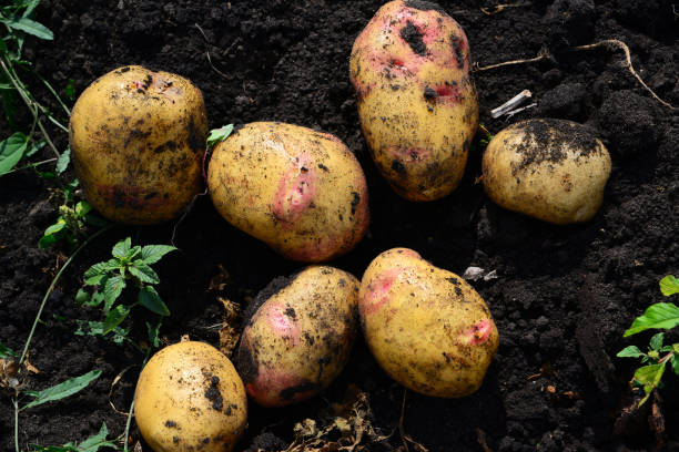 istock Potatoes of early varieties lie on ground 843390546