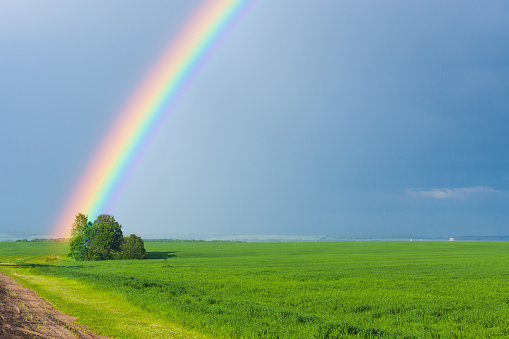 rainbow in the blue clear sky over green tranquil field illuminated by the sun