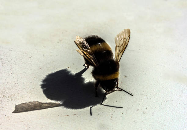 Macro top view of bumblebee on white background