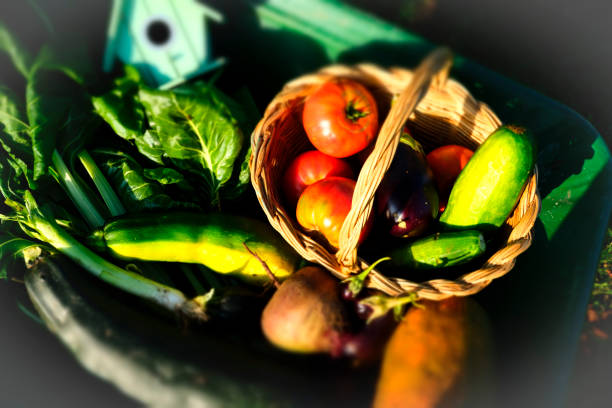 cultivo de huerta y cría de animales domésticos. huerto ecológico. ecología. permacultura. culture des jardins potagers et d’élevage des animaux domestiques. jardin écologique. écologie. permaculture. - eggplant vegetable vegetable garden plant photos et images de collection