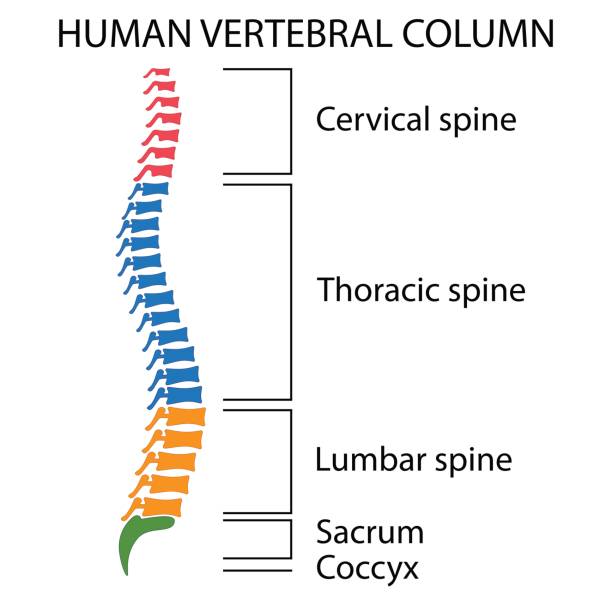 schematische darstellung einer menschlichen wirbelsäule. - lumbar vertebra stock-grafiken, -clipart, -cartoons und -symbole