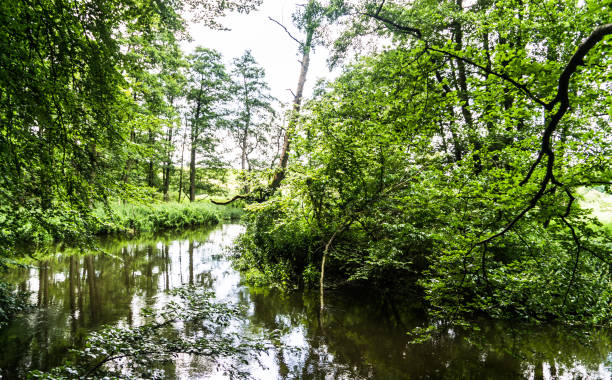 istock wild river in natural reserve park 843401356