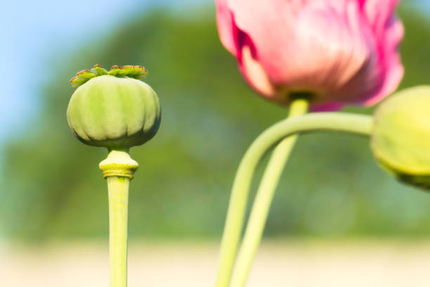 Blooming Poppy on Floral Garden