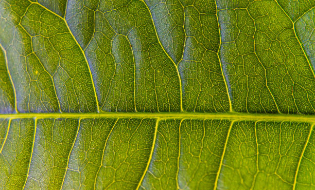 istock close-up of leaf vein 843404476
