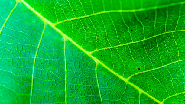 istock close-up of leaf vein 843404632