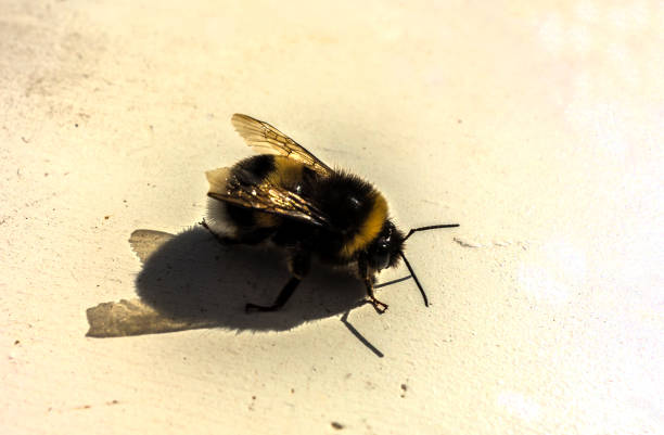 Bee on flower.