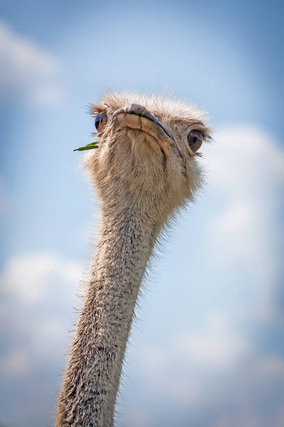 istock The ostrich chewing a blade of grass against the sky 843408006