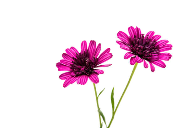 istock Osteosperumum Flower Daisy Isolated 843408186
