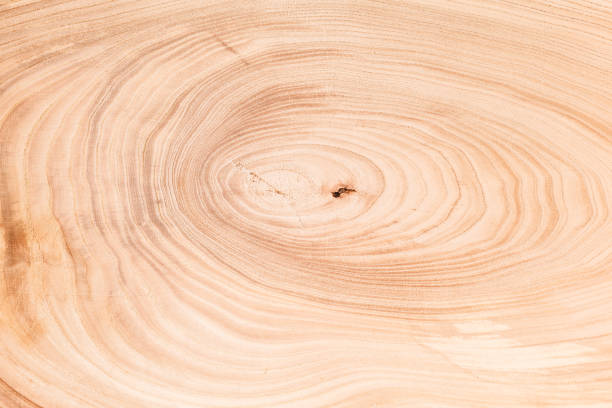 tree wood texture stock photo