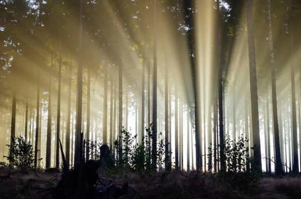 istock Misty spruce forest in the morning 843414000