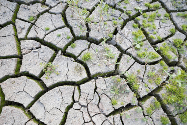 istock Land with large cracks and few grass bushes 843419972