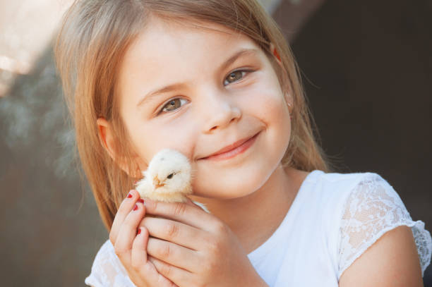 bonne petite fille détient un poulet dans ses mains. enfant avec des volailles.  vue proche du poussin bébé dans main de la jeune fille. mise au point sélective et une photo couleur chaude. animaux domestiques. - poultry farm chicken baby chicken photos et images de collection