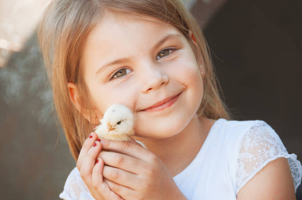 幸せな少女は、彼の手で鶏を保持します。家禽との子。 少女の手で赤ん坊のひよこのビューを閉じます。選択と集中と暖かい色の写真。家畜飼育場. - poultry chicken baby chicken small ストックフォトと画像