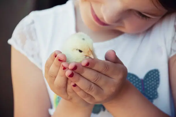 Happy little girl  holds a chicken in his hands. Child with poultry.  Close view of baby chick in girl's hand. Selective focus and a warm color photo. Domestic animals.