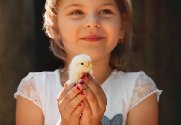 Happy little girl  holds a chicken in his hands. Child with poultry.  Close view of baby chick in girl's hand. Selective focus and a warm color photo. Domestic animals.