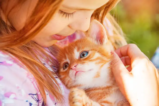 Little girl with a red kitten in hands close up.  Bestfriends. Interaction of children with pets.