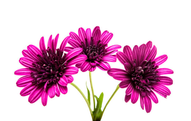 istock Osteosperumum Flower Daisy Isolated 843424974