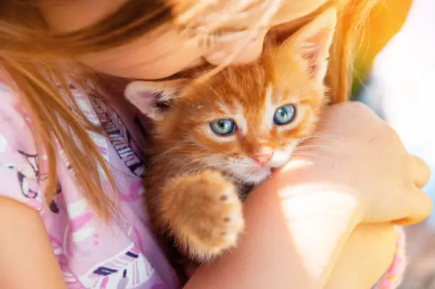 Little girl with a red kitten in hands close up.  Bestfriends. Interaction of children with pets.