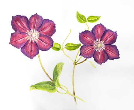 Hand drawn purple Clematis branch with two flowers