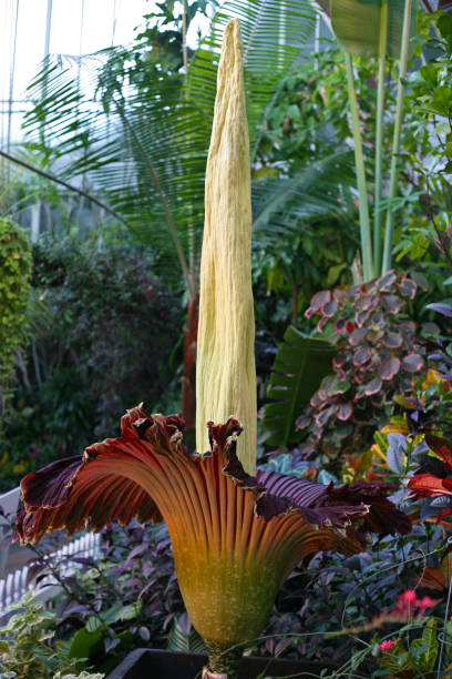 Amorphophallus titanum, Titan Arum, the corpse flower