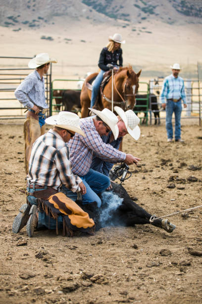 istock Cowboys Branding a Steer 843429150