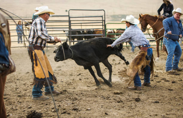 istock Cowboys Wrestling a Steer 843429190