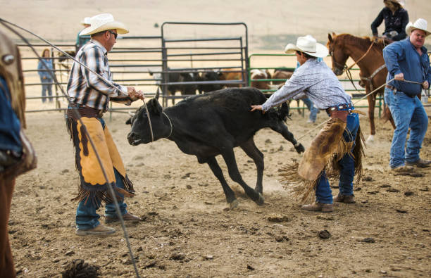 Cowboys Wrestling a Steer Cowboys roping and wrestling a steer to the ground for branding. livestock branding stock pictures, royalty-free photos & images