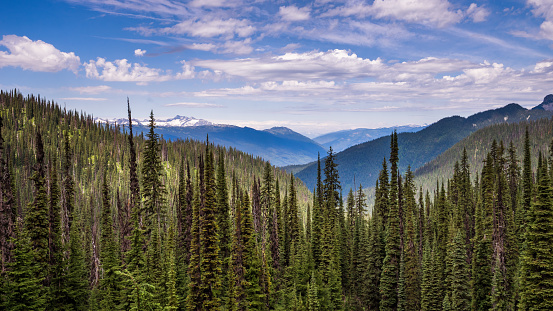 View of trees and mountains from a hiking trail in Mount Revelstoke National Park, BC, Canada