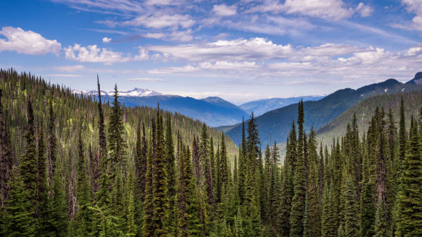 Meadows In The Sky View of trees and mountains from a hiking trail in Mount Revelstoke National Park, BC, Canada revelstoke stock pictures, royalty-free photos & images