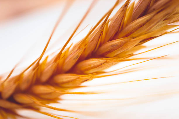 istock Bright colorful golden rye spikelet isolated, harvest backdrop. 843432316