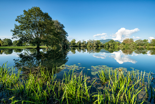 Natural shot of the full green trees in the spring along the lake water with the far lakeshore in the background.