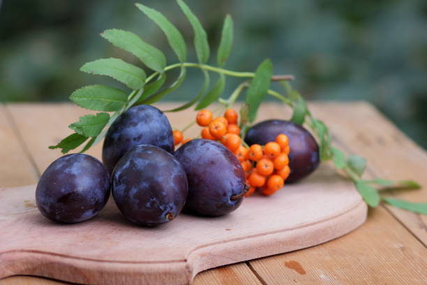 Blue plums and mountain ash on a wooden background for the designer