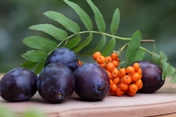 istock Blue plums and mountain ash on a wooden background for the designer 843435650
