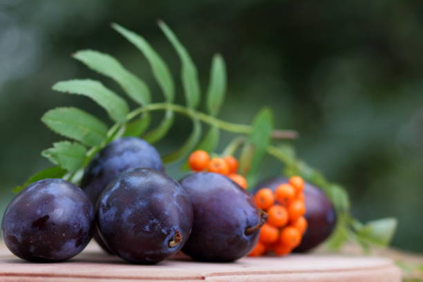 istock Blue plums and mountain ash on a wooden background for the designer 843435686