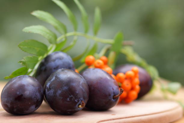 istock Blue plums and mountain ash on a wooden background for the designer 843435722