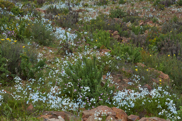 istock Flowers in the Atacama Desert 843435790