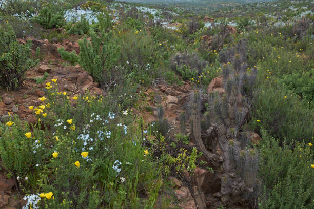 istock Flowers in the Atacama Desert 843438128