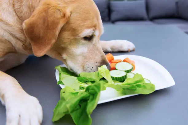hoggish labrador retriever eats salad from a plate on a table