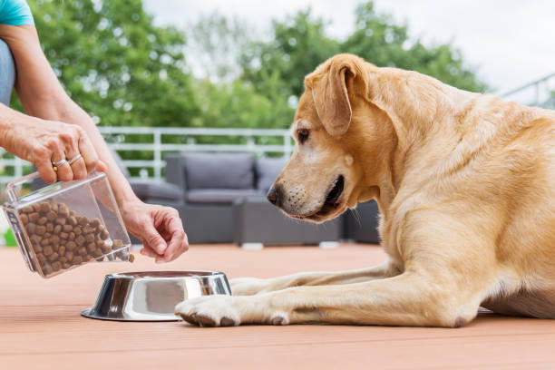 perro perdiguero de labrador obtiene alimentos para perros - comida para perro fotografías e imágenes de stock