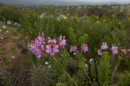 Rare native plant (Alstroemeria philippii) flowering in the Atacama Desert amongst the cacti after rare rain in the Atacama Desert. Parque Nacional Llanos de Challe, near Vallenar in northern Chile.