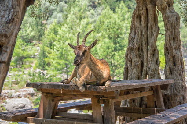 Wild female spanish ibex standing majestically on a rocky cliff edge, overlooking a hazy mountain valley within a nature reserve, embodying the serenity of the wilderness